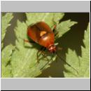 Deraeocoris ruber - Rote Weichwanze 05a.jpg